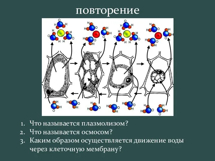 Что называется плазмолизом? Что называется осмосом? Каким образом осуществляется движение воды через клеточную мембрану? повторение