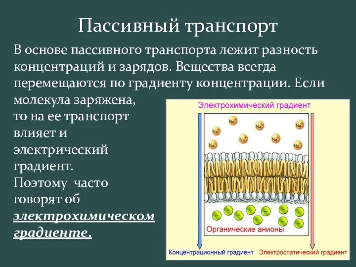 В основе пассивного транспорта лежит разность концентраций и зарядов. Вещества всегда