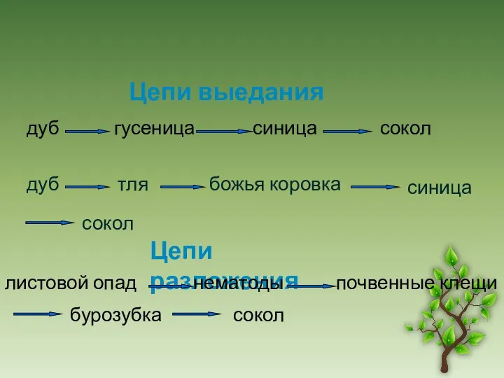 дуб гусеница синица сокол Цепи выедания дуб тля божья коровка синица