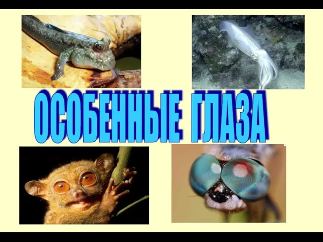 ОСОБЕННЫЕ ГЛАЗА