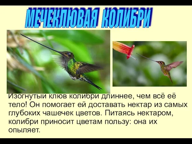 Изогнутый клюв колибри длиннее, чем всё её тело! Он помогает ей