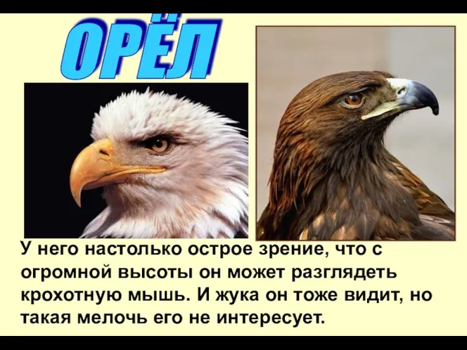 У него настолько острое зрение, что с огромной высоты он может