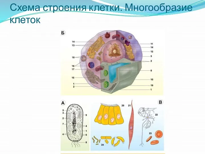 Схема строения клетки. Многообразие клеток