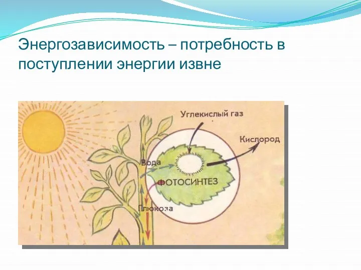 Энергозависимость – потребность в поступлении энергии извне