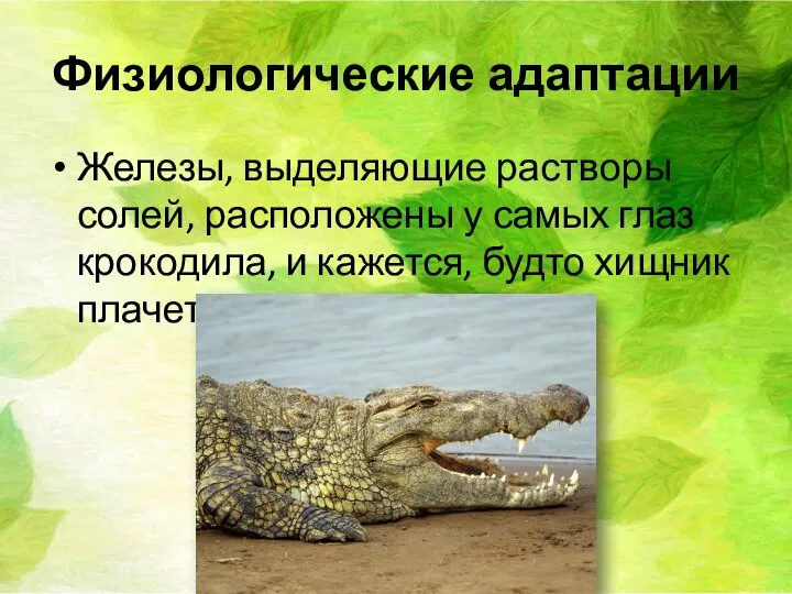 Физиологические адаптации Железы, выделяющие растворы солей, расположены у самых глаз крокодила, и кажется, будто хищник плачет.