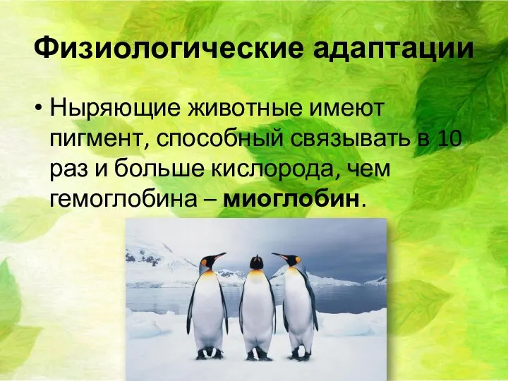 Физиологические адаптации Ныряющие животные имеют пигмент, способный связывать в 10 раз