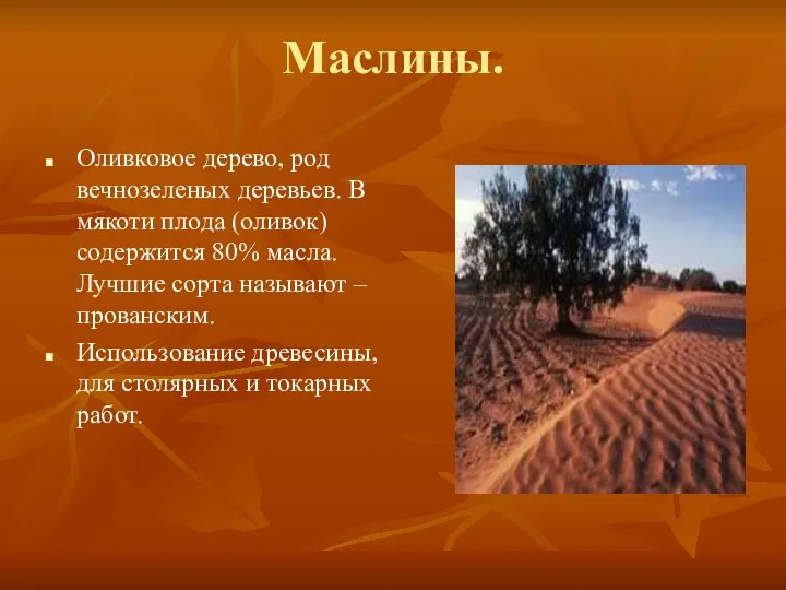 Маслины. Оливковое дерево, род вечнозеленых деревьев. В мякоти плода (оливок) содержится