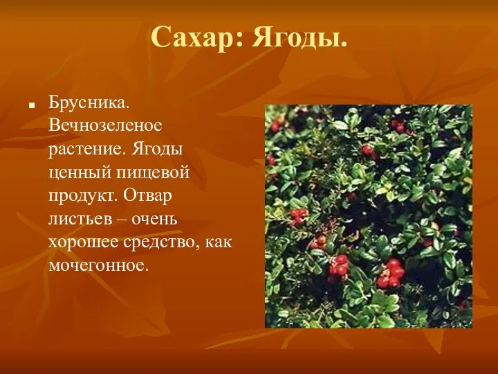 Сахар: Ягоды. Брусника. Вечнозеленое растение. Ягоды ценный пищевой продукт. Отвар листьев