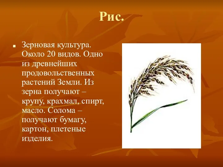 Рис. Зерновая культура. Около 20 видов. Одно из древнейших продовольственных растений