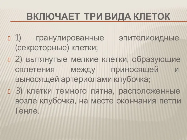 включает три вида клеток 1) гранулированные эпителиоидные (секреторные) клетки; 2) вытянутые