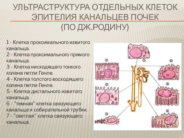 Ультраструктура отдельных клеток эпителия канальцев почек (по Дж.Родину) 1 - Клетка