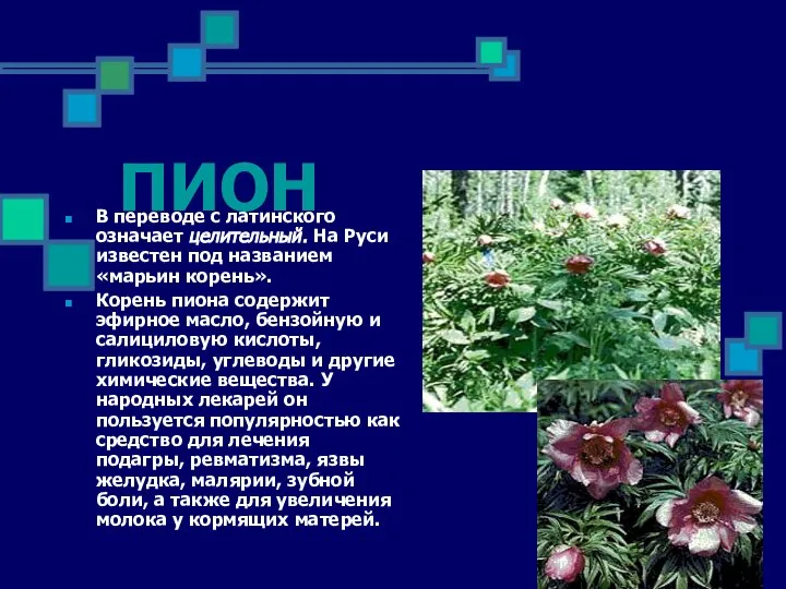 ПИОН В переводе с латинского означает целительный. На Руси известен под