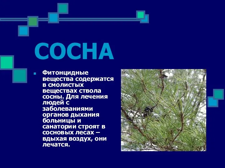 СОСНА Фитонцидные вещества содержатся в смолистых веществах ствола сосны. Для лечения