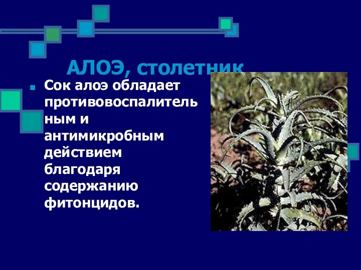 АЛОЭ, столетник Сок алоэ обладает противовоспалительным и антимикробным действием благодаря содержанию фитонцидов.