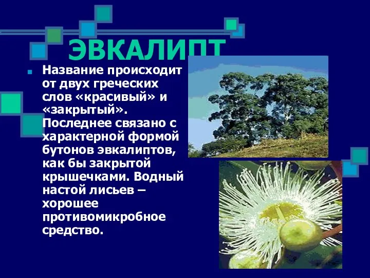 ЭВКАЛИПТ Название происходит от двух греческих слов «красивый» и «закрытый». Последнее