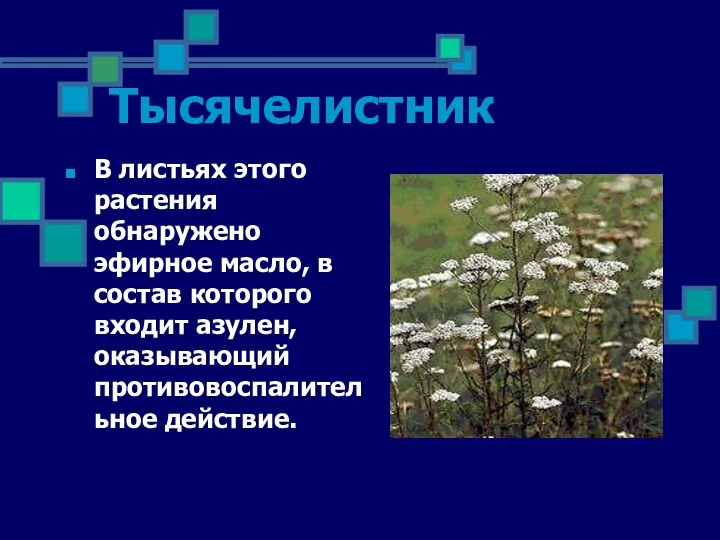 Тысячелистник В листьях этого растения обнаружено эфирное масло, в состав которого входит азулен, оказывающий противовоспалительное действие.