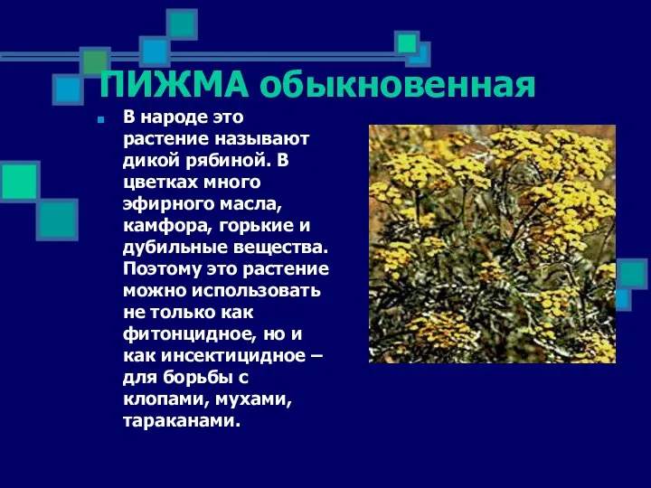 ПИЖМА обыкновенная В народе это растение называют дикой рябиной. В цветках