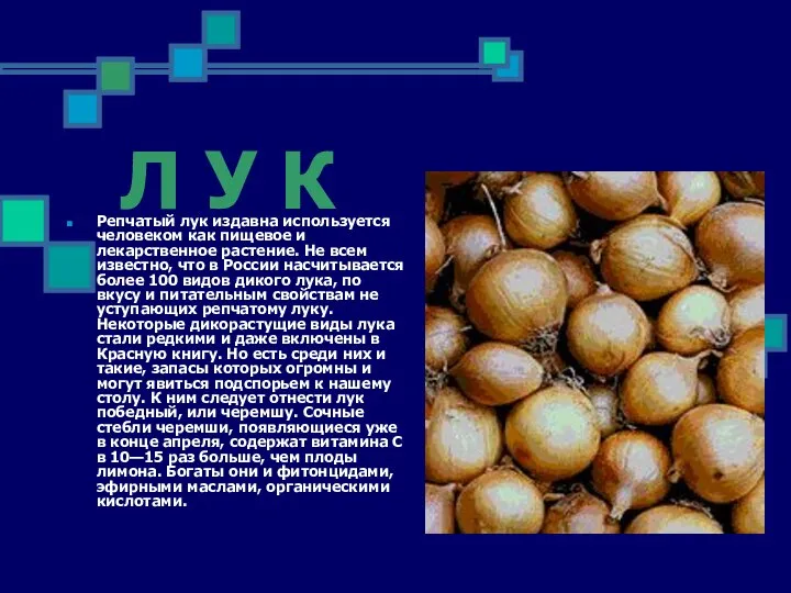 Л У К Репчатый лук издавна используется человеком как пищевое и