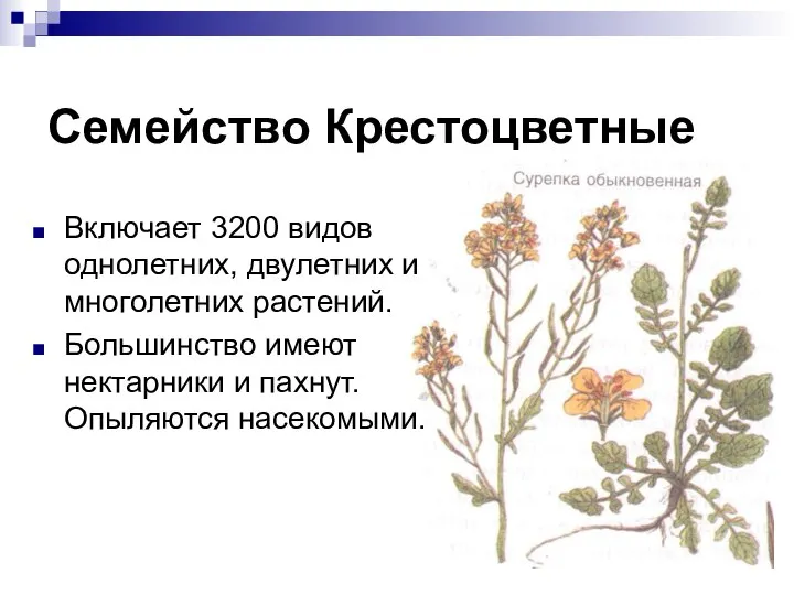 Семейство Крестоцветные Включает 3200 видов однолетних, двулетних и многолетних растений. Большинство