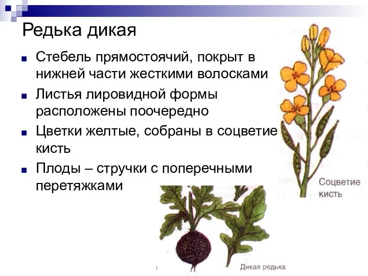 Редька дикая Стебель прямостоячий, покрыт в нижней части жесткими волосками Листья