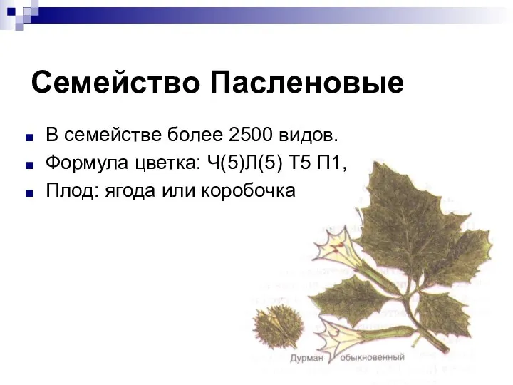 Семейство Пасленовые В семействе более 2500 видов. Формула цветка: Ч(5)Л(5) Т5 П1, Плод: ягода или коробочка