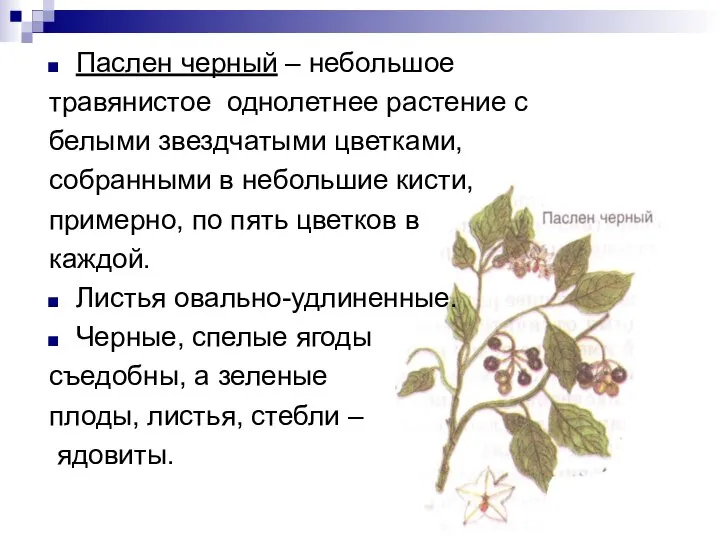 Паслен черный – небольшое травянистое однолетнее растение с белыми звездчатыми цветками,