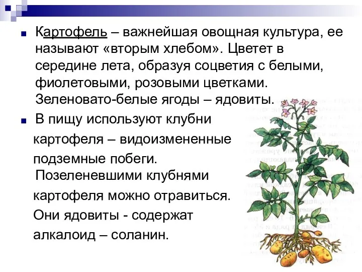 Картофель – важнейшая овощная культура, ее называют «вторым хлебом». Цветет в