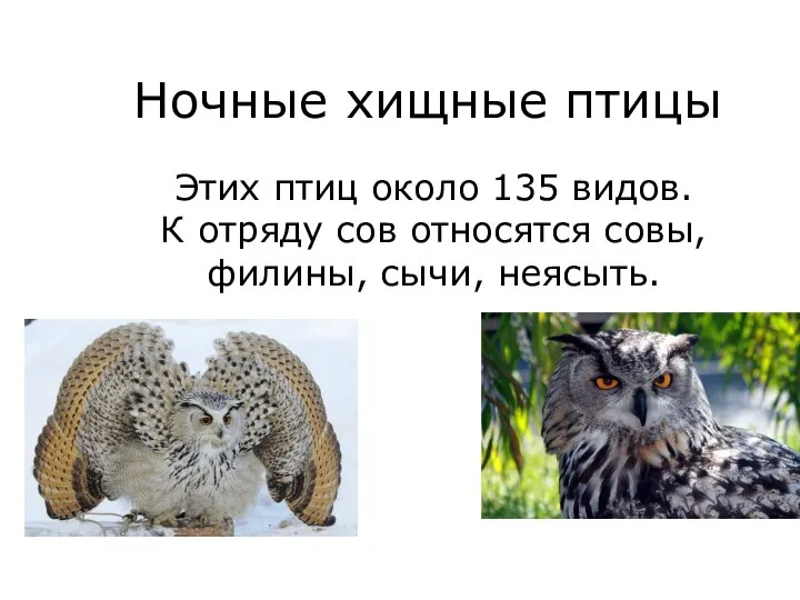 Ночные хищные птицы Этих птиц около 135 видов. К отряду сов относятся совы, филины, сычи, неясыть.