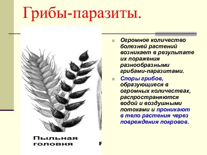 Грибы-паразиты. Огромное количество болезней растений возникает в результате их поражения разнообразными