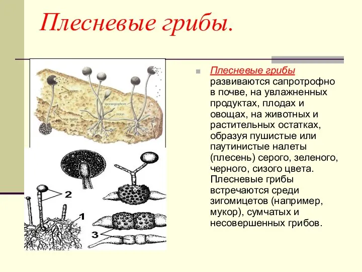 Плесневые грибы. Плесневые грибы развиваются сапротрофно в почве, на увлажненных продуктах,