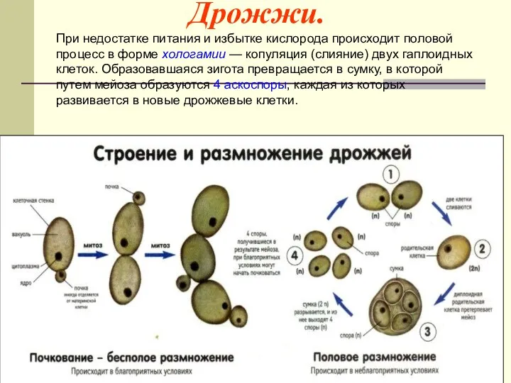 Дрожжи. При недостатке питания и избытке кислорода происходит половой процесс в