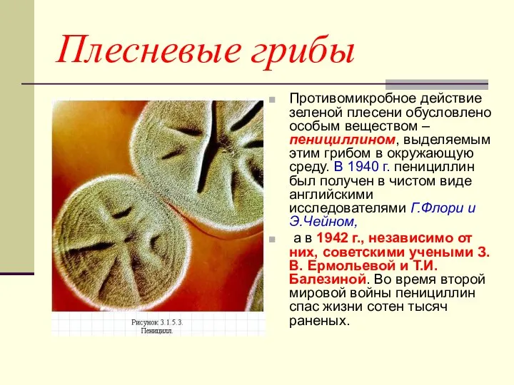 Плесневые грибы Противомикробное действие зеленой плесени обусловлено особым веществом – пенициллином,