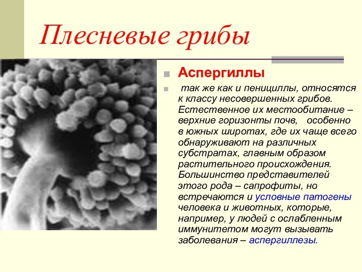 Плесневые грибы Аспергиллы так же как и пенициллы, относятся к классу