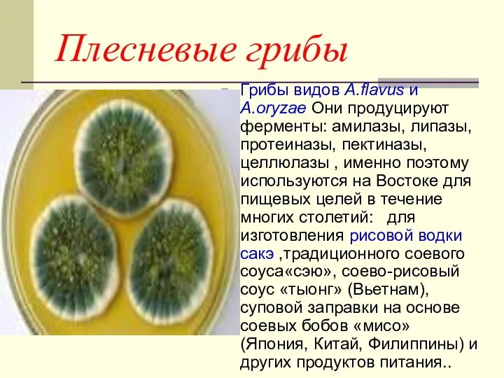 Плесневые грибы Грибы видов A.flavus и A.oryzae Они продуцируют ферменты: амилазы,