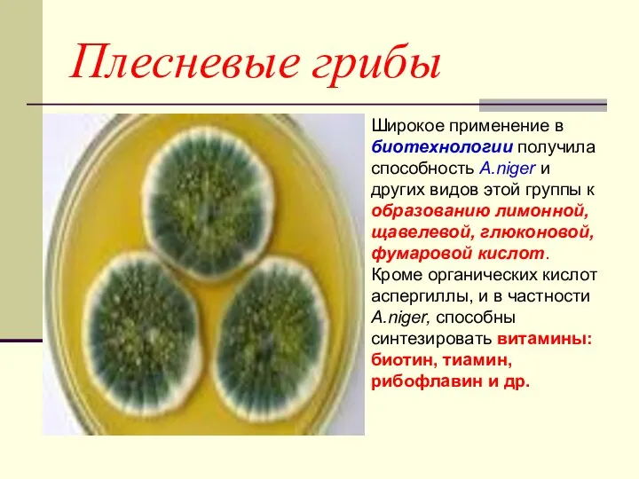 Плесневые грибы Широкое применение в биотехнологии получила способность A.niger и других