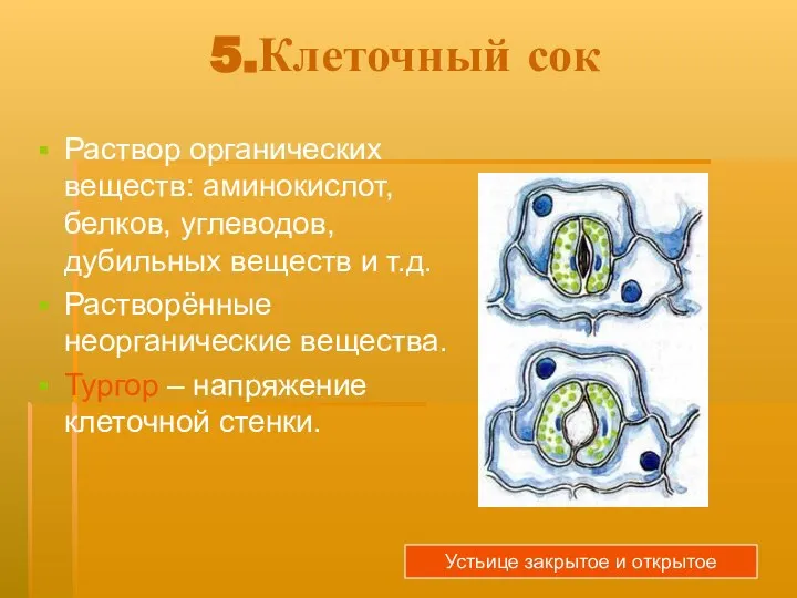 5.Клеточный сок Раствор органических веществ: аминокислот, белков, углеводов, дубильных веществ и