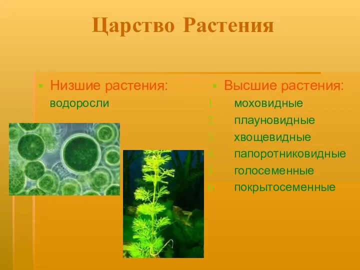 Царство Растения Низшие растения: водоросли Высшие растения: моховидные плауновидные хвощевидные папоротниковидные голосеменные покрытосеменные