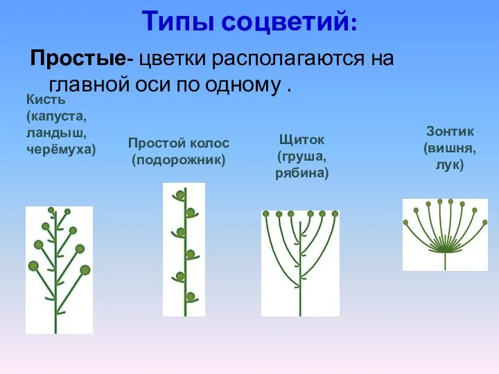 Типы соцветий: Простые- цветки располагаются на главной оси по одному .