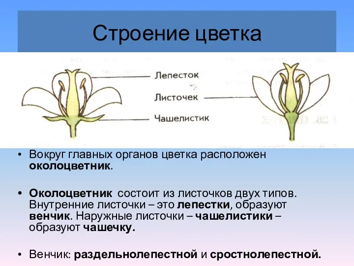 Строение цветка Вокруг главных органов цветка расположен околоцветник. Околоцветник состоит из