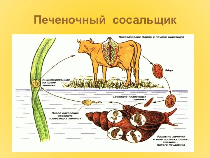 Печеночный сосальщик