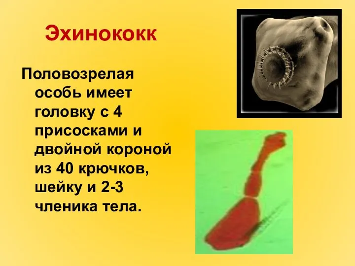 Эхинококк Половозрелая особь имеет головку с 4 присосками и двойной короной