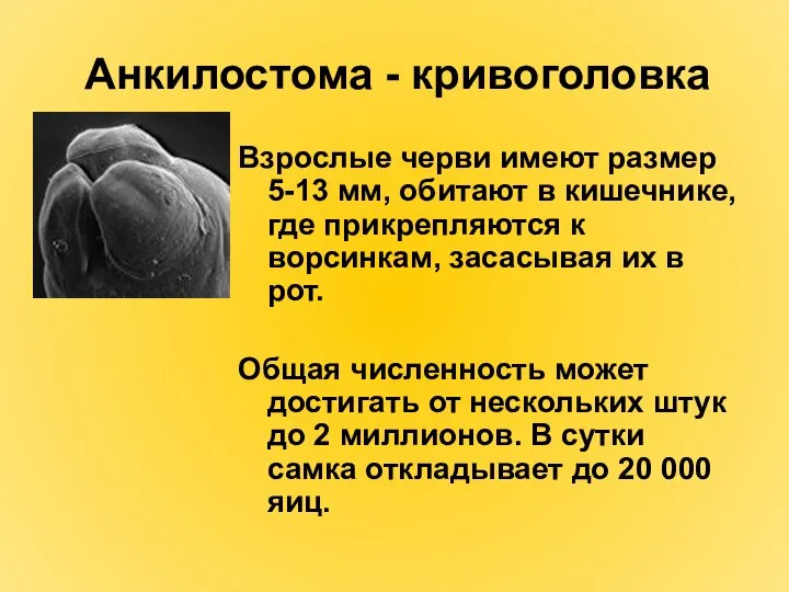 Анкилостома - кривоголовка Взрослые черви имеют размер 5-13 мм, обитают в