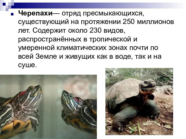 Черепахи— отряд пресмыкающихся, существующий на протяжении 250 миллионов лет. Содержит около