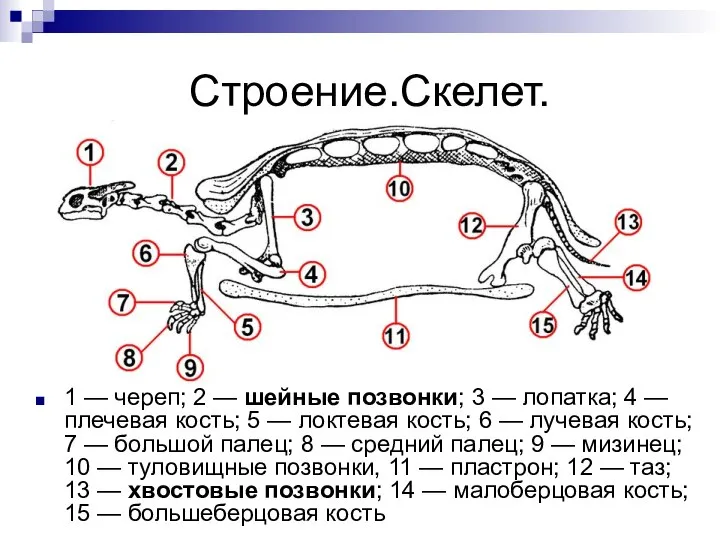 Строение.Скелет. 1 — череп; 2 — шейные позвонки; 3 — лопатка;