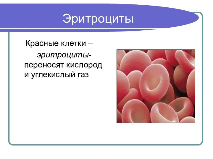 Эритроциты Красные клетки – эритроциты- переносят кислород и углекислый газ