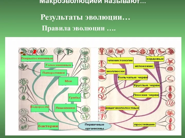 Макроэволюцией называют… Результаты эволюции… Правила эволюции ….