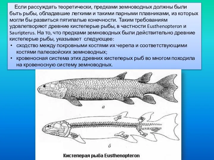 Если рассуждать теоретически, предками земноводных должны были быть рыбы, обладавшие легкими