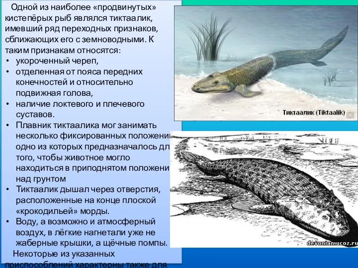 Одной из наиболее «продвинутых» кистепёрых рыб являлся тиктаалик, имевший ряд переходных