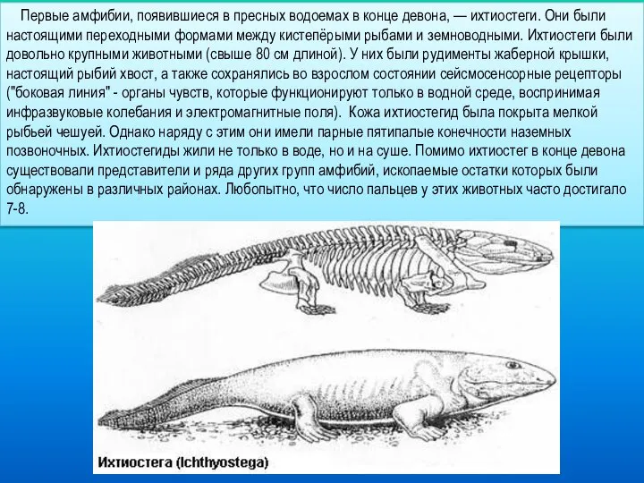 Первые амфибии, появившиеся в пресных водоемах в конце девона, — ихтиостеги.