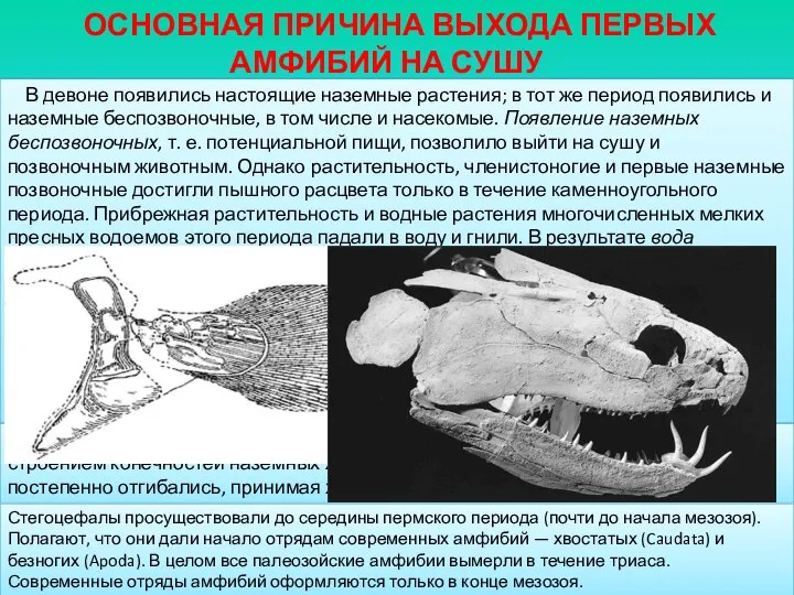 ОСНОВНАЯ ПРИЧИНА ВЫХОДА ПЕРВЫХ АМФИБИЙ НА СУШУ В девоне появились настоящие